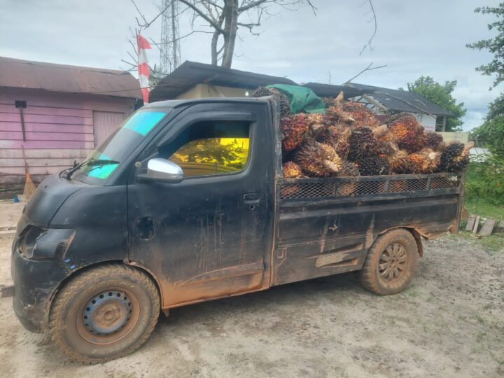 Polsek Telawang Amankan Pelaku Tindak Pidana Pencurian Buah Sawit di PT. SSM