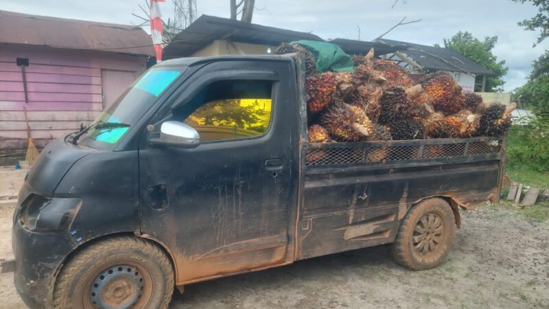 Polsek Telawang Amankan Pelaku Tindak Pidana Pencurian Buah Sawit di PT. SSM