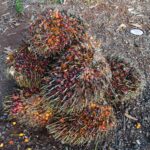 Unit Reskrim Polsek Parenggean Amankan Pencuri Buah Sawit Pakai Mobil Toyota Avanza di PT TASK 1.