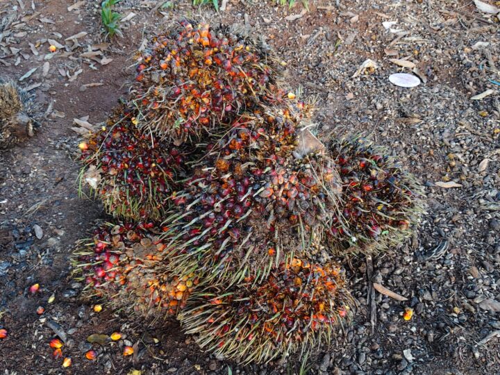 Unit Reskrim Polsek Parenggean Amankan Pencuri Buah Sawit Pakai Mobil Toyota Avanza di PT TASK 1.