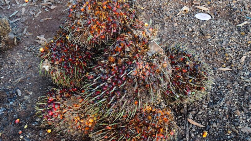 Unit Reskrim Polsek Parenggean Amankan Pencuri Buah Sawit Pakai Mobil Toyota Avanza di PT TASK 1.