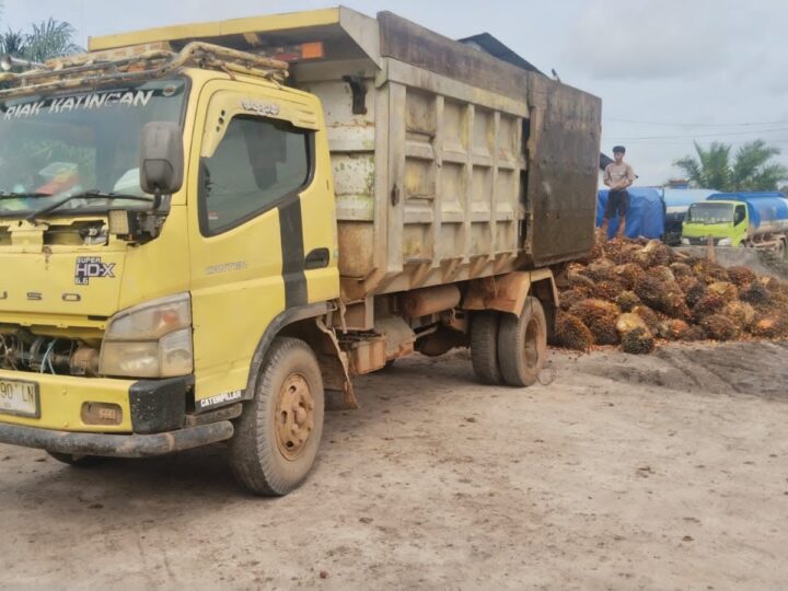 Polsek Antang Kalang Amankan Pencuri Buah Sawit di PT. Unggul Lestari.