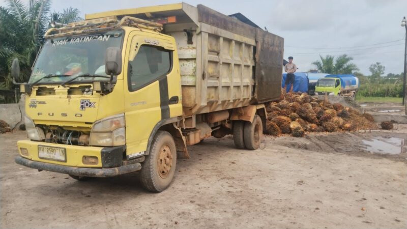 Polsek Antang Kalang Amankan Pencuri Buah Sawit di PT. Unggul Lestari.
