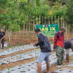 Dukung Ketahanan Pangan, Satgas TMMD Reguler ke-127 Kodim 1015/Sampit Dan Warga Tanam Sayur.