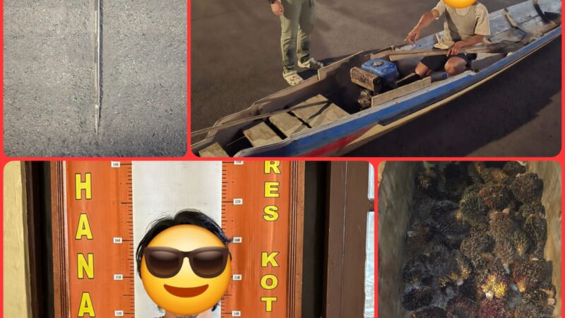 SAT RESKRIM POLRES KOTIM AMANKAN PENCURI BUAH SAWIT MENGGUNAKAN SAMPAN (KLOTOK) DI PT SKD BARBUK 69 JANJANG BUAH SAWIT.