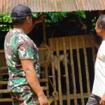 Satgas TMMD Reguler ke-127 Kodim 1015/Sampit Komsos Dengan Sutarman Peternak Kambing Desa Tri Buana