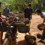 Anggota Satgas TMMD Reg Ke-127 kodim 1015/Sampit Bantu Warga Menaikan Hasil Kebun Kelapa Sawit