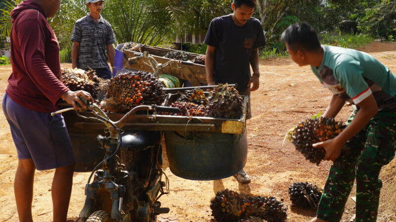 Anggota Satgas TMMD Reg Ke-127 kodim 1015/Sampit Bantu Warga Menaikan Hasil Kebun Kelapa Sawit