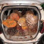 SAT RESKRIM POLRES KOTIMUNGKAP KASUS PENCURIAN BUAH SAWIT DI PT. APN.