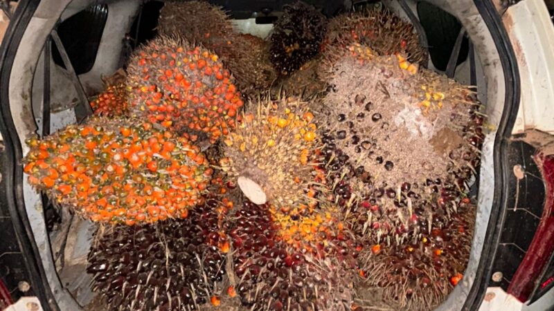 SAT RESKRIM POLRES KOTIMUNGKAP KASUS PENCURIAN BUAH SAWIT DI PT. APN.