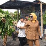 Wabup Mimik Panen Klengkeng di Tulangan, Berharap Jadi Contoh Optimalisasi Lahan TKD di Sidoarjo