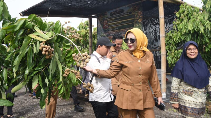 Wabup Mimik Panen Klengkeng di Tulangan, Berharap Jadi Contoh Optimalisasi Lahan TKD di Sidoarjo