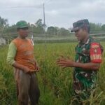 Wujudkan Swasembada Pangan, Babinsa Kodim 1016/Plk Dampingi Petani Tanam Padi