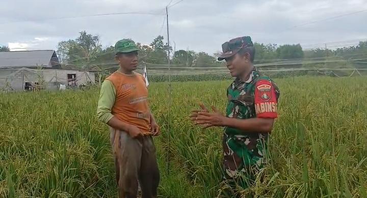 Wujudkan Swasembada Pangan, Babinsa Kodim 1016/Plk Dampingi Petani Tanam Padi