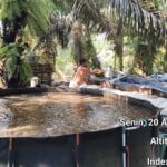 Inspiratif..! Budidaya Ikan Mas Adi S di Desa Bandar Agung Raup Omzet Rp50 Juta Per Bulan