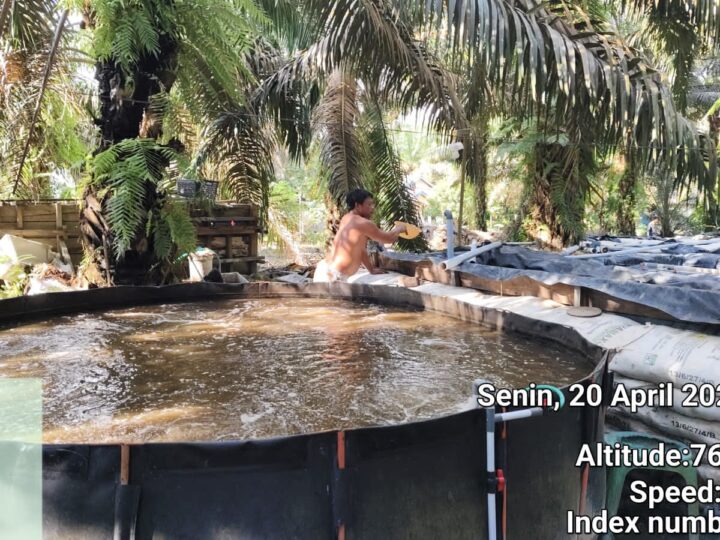 Inspiratif..! Budidaya Ikan Mas Adi S di Desa Bandar Agung Raup Omzet Rp50 Juta Per Bulan