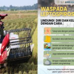 Dinkes Pacitan: Jelang Panen Padi, Petani Diminta Waspadai Bakteri Leptospira (Leptospirosis)