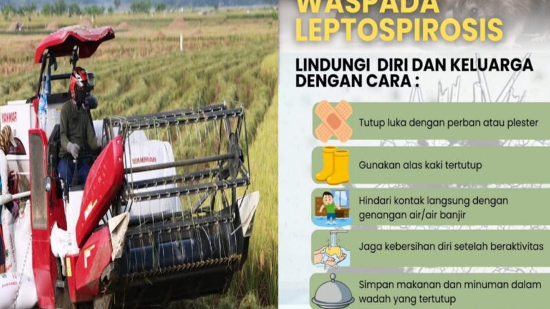 Dinkes Pacitan: Jelang Panen Padi, Petani Diminta Waspadai Bakteri Leptospira (Leptospirosis)