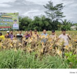Polsek Tigaraksa Polresta Tangerang Panen Jagung Program 1 Desa 2 Hektar di Desa Mekarsari
