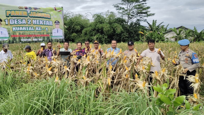 Polsek Tigaraksa Polresta Tangerang Panen Jagung Program 1 Desa 2 Hektar di Desa Mekarsari