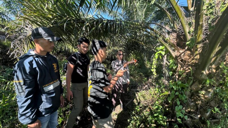 Curi 60 Janjang Sawit di PT WNL, Pria 33 Tahun Diringkus Polsek Cempaga Hulu