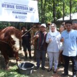 Desa Buara Brebes Terdampak Banjir Mendapatkan Bantuan Sapi Kurban dari Presiden RI