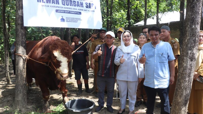 Desa Buara Brebes Terdampak Banjir Mendapatkan Bantuan Sapi Kurban dari Presiden RI