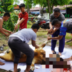 Rayakan Idul Adha 1447 H, Kodim 1015/Sampit Laksanakan Pemotongan Hewan Qurban