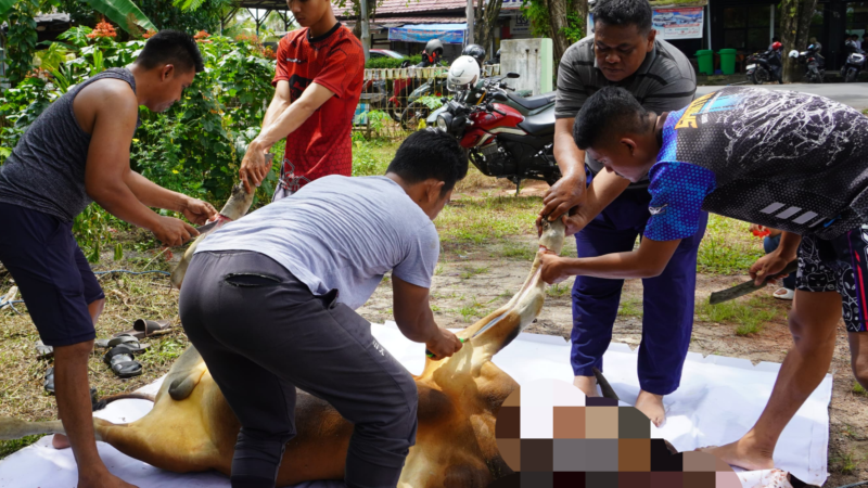 Rayakan Idul Adha 1447 H, Kodim 1015/Sampit Laksanakan Pemotongan Hewan Qurban