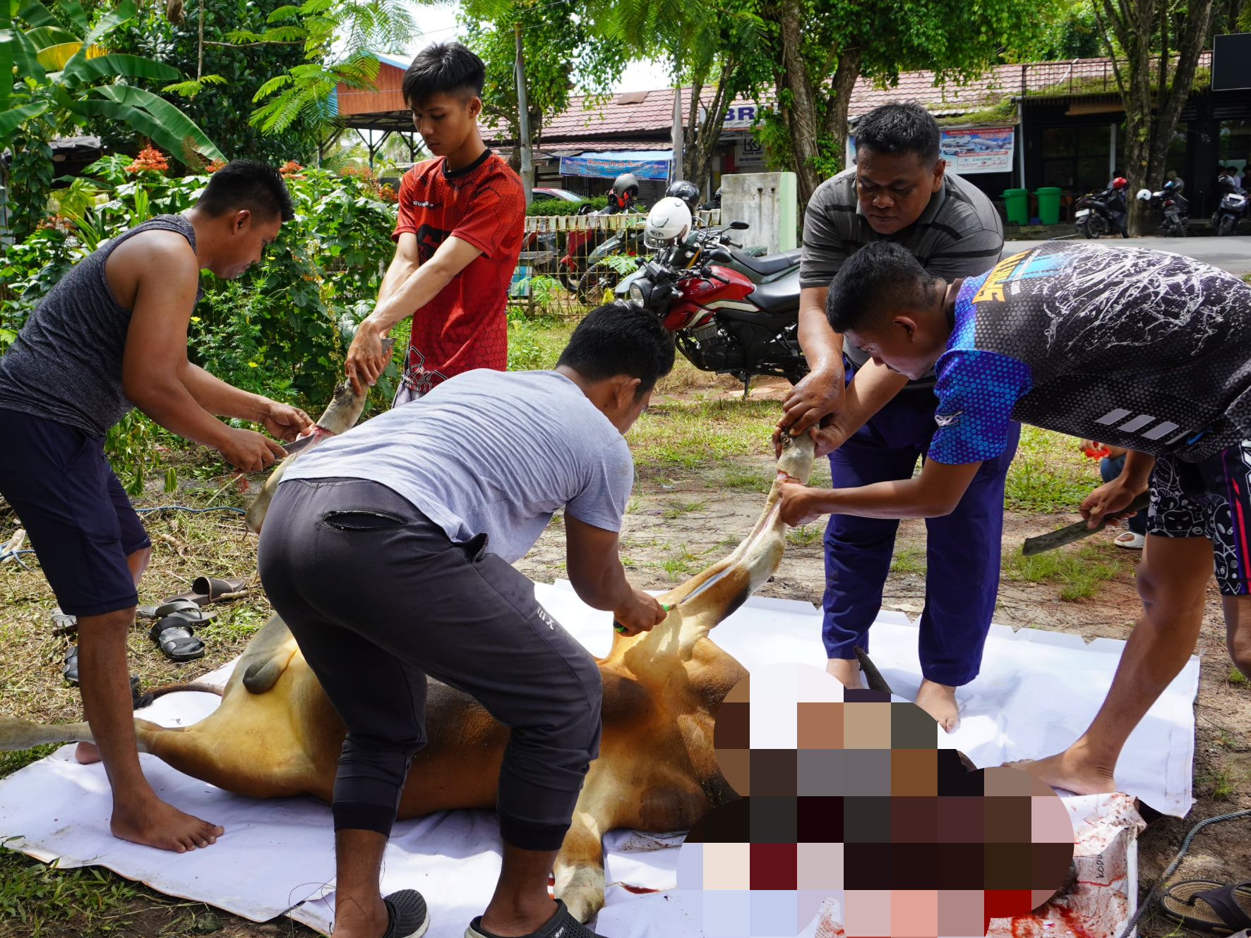 Rayakan Idul Adha 1447 H, Kodim 1015/Sampit Laksanakan Pemotongan Hewan Qurban