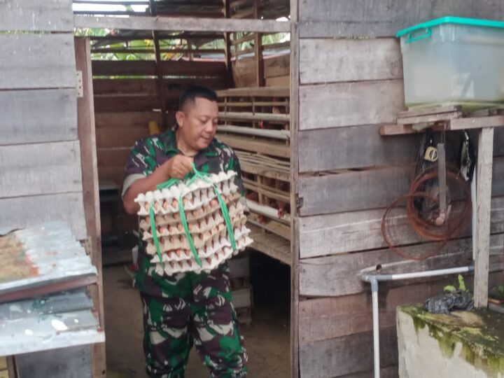 Dukung Ketahanan Pangan, Anggota Koramil 1016-01/Pahandut Pelihara Ayam Petelur