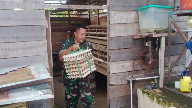 Dukung Ketahanan Pangan, Anggota Koramil 1016-01/Pahandut Pelihara Ayam Petelur