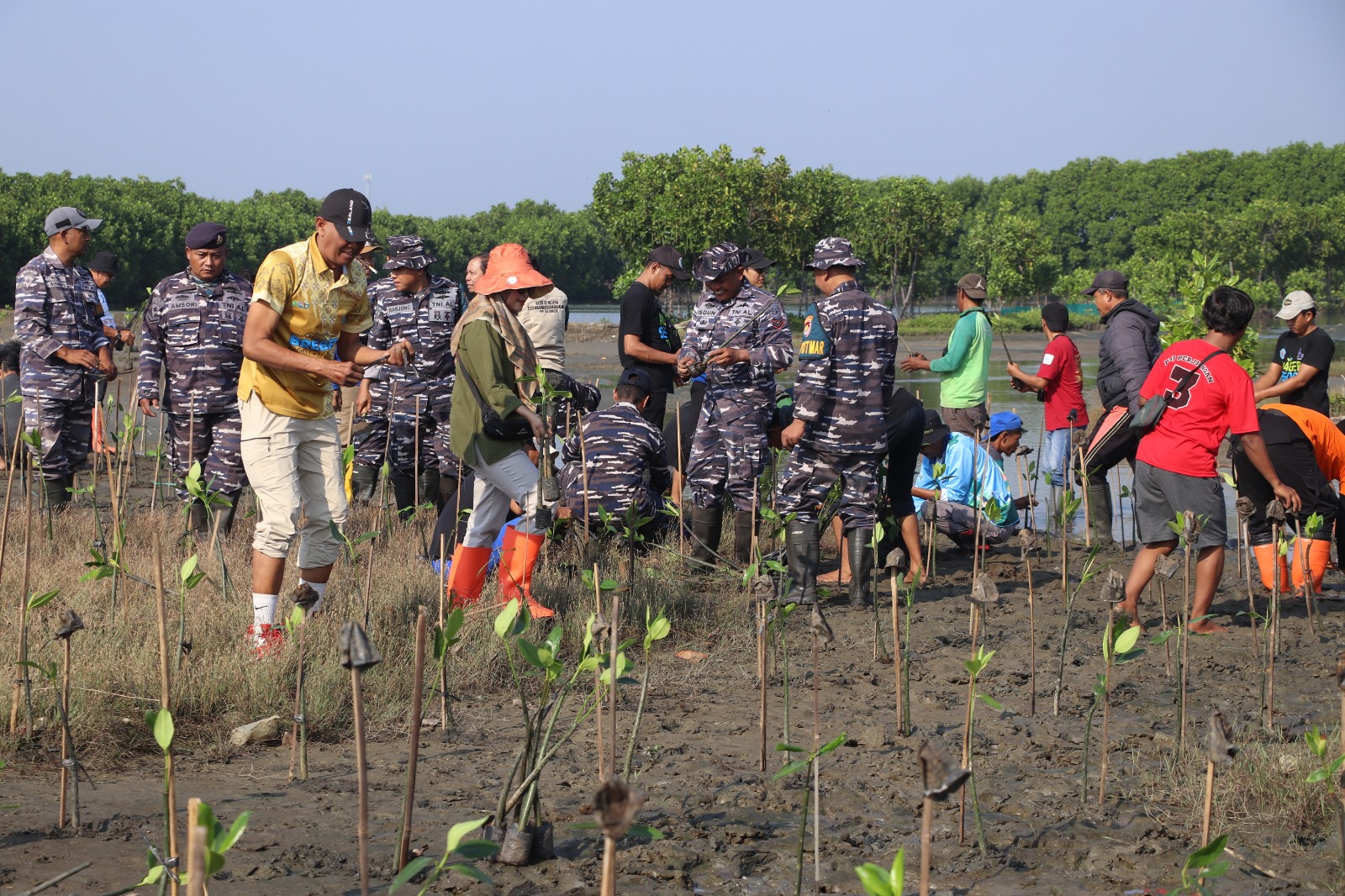 Untuk Mencegah Abrasi, Pemkab Brebes Tanam 3.700 Mangrove di Desa Randusanga Kulon Kecamatan Brebes