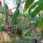 Tim SSDA PUPR Kobar Melakukan Pembersihan Saluran Induk.