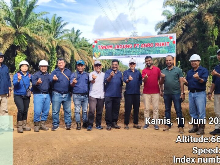 Dukung Ketahanan Pangan, PT Agro Bukit Tanam Jagung Seluas 4 Hektar di Telawang