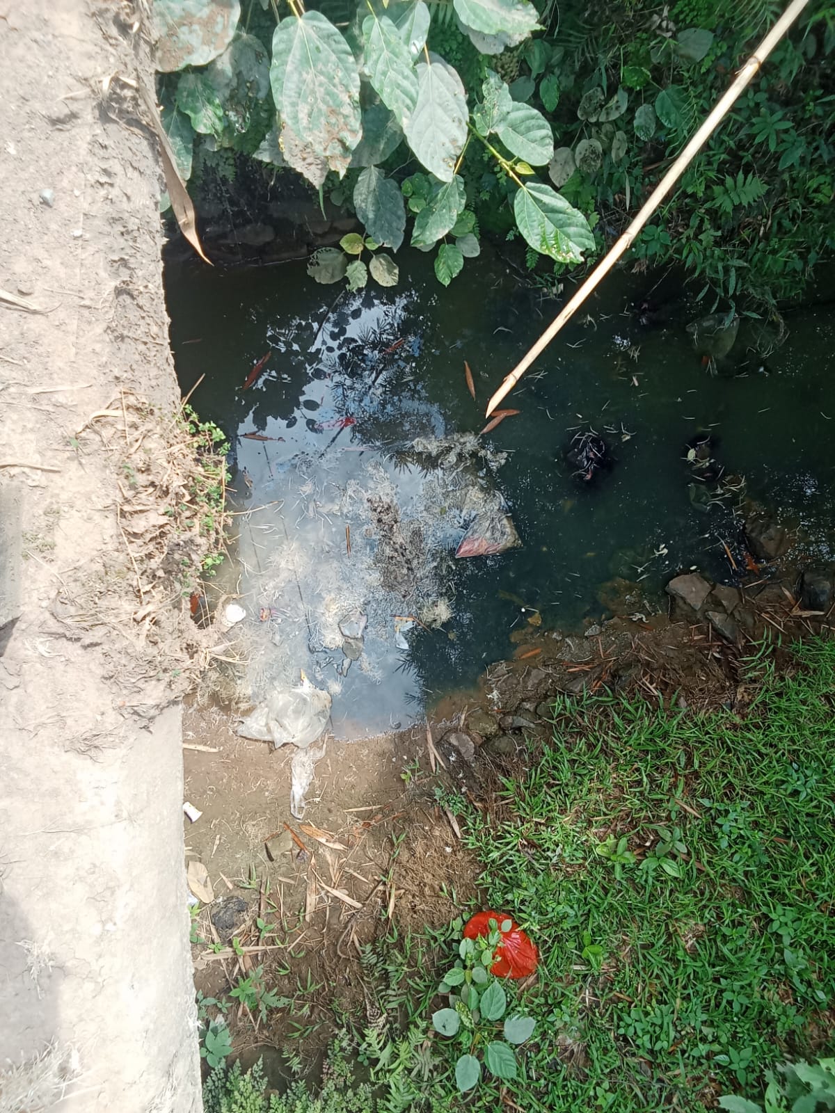 Pembuangan Limbah Bangkai Ayam ke Saluran Air Diduga Cemari Lingkungan di Wilayah X