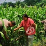 Bentuk Dukungan Polsek Klari Terhadap Program Swasembada Pangan Nasional, Personil Cek Pertumbuhan Tanaman Jagung