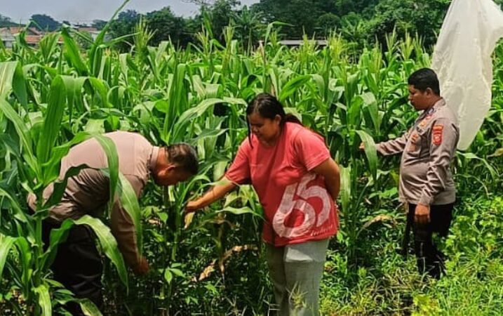 Bentuk Dukungan Polsek Klari Terhadap Program Swasembada Pangan Nasional, Personil Cek Pertumbuhan Tanaman Jagung