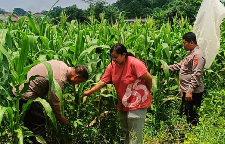 Bentuk Dukungan Polsek Klari Terhadap Program Swasembada Pangan Nasional, Personil Cek Pertumbuhan Tanaman Jagung