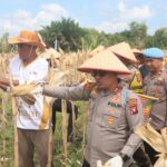 Dukung Ketahanan Pangan, Kapolres Kotim Hadiri Panen Jagung Kwartal II di Mentawa Baru Ketapang