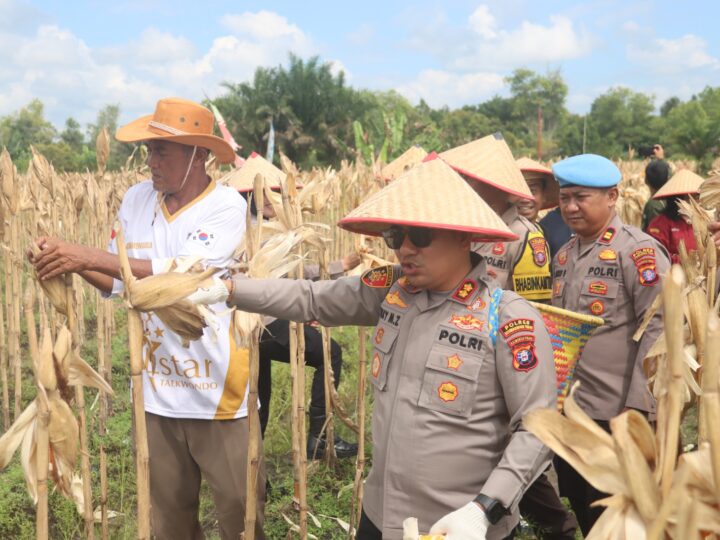 Dukung Ketahanan Pangan, Kapolres Kotim Hadiri Panen Jagung Kwartal II di Mentawa Baru Ketapang