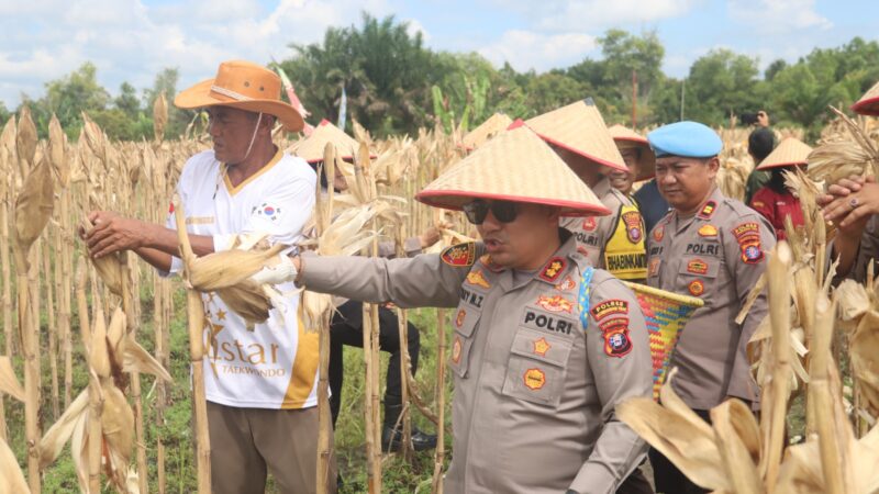 Dukung Ketahanan Pangan, Kapolres Kotim Hadiri Panen Jagung Kwartal II di Mentawa Baru Ketapang