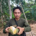 Memanjakan Lidah di Wisata Kebun Durian Acil Piyah: Sensasi Jatuhan Alami, Makan di Tempat Gratis !