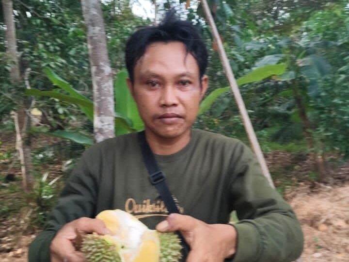 Memanjakan Lidah di Wisata Kebun Durian Acil Piyah: Sensasi Jatuhan Alami, Makan di Tempat Gratis !