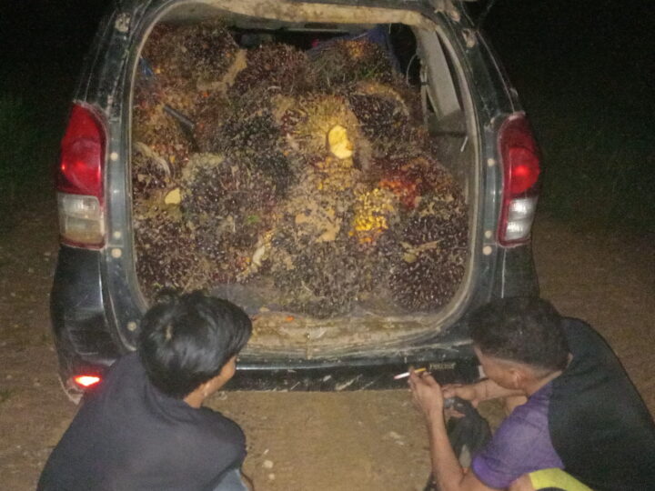 Gunakan Avanza Tanpa Nopol untuk Curi Sawit di PT KMB, Dua Pria Diringkus Polsek Antang Kalang