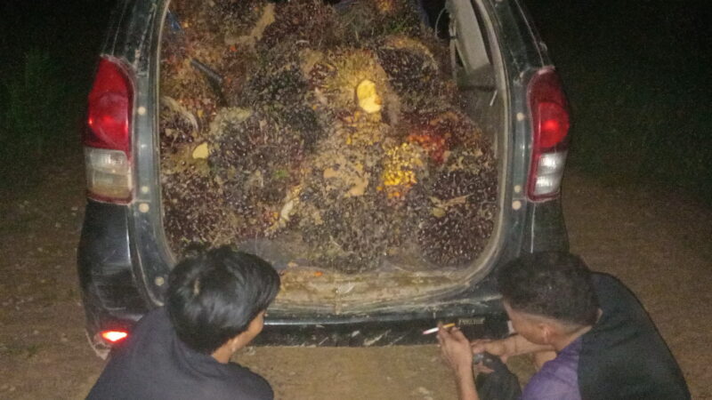 Gunakan Avanza Tanpa Nopol untuk Curi Sawit di PT KMB, Dua Pria Diringkus Polsek Antang Kalang