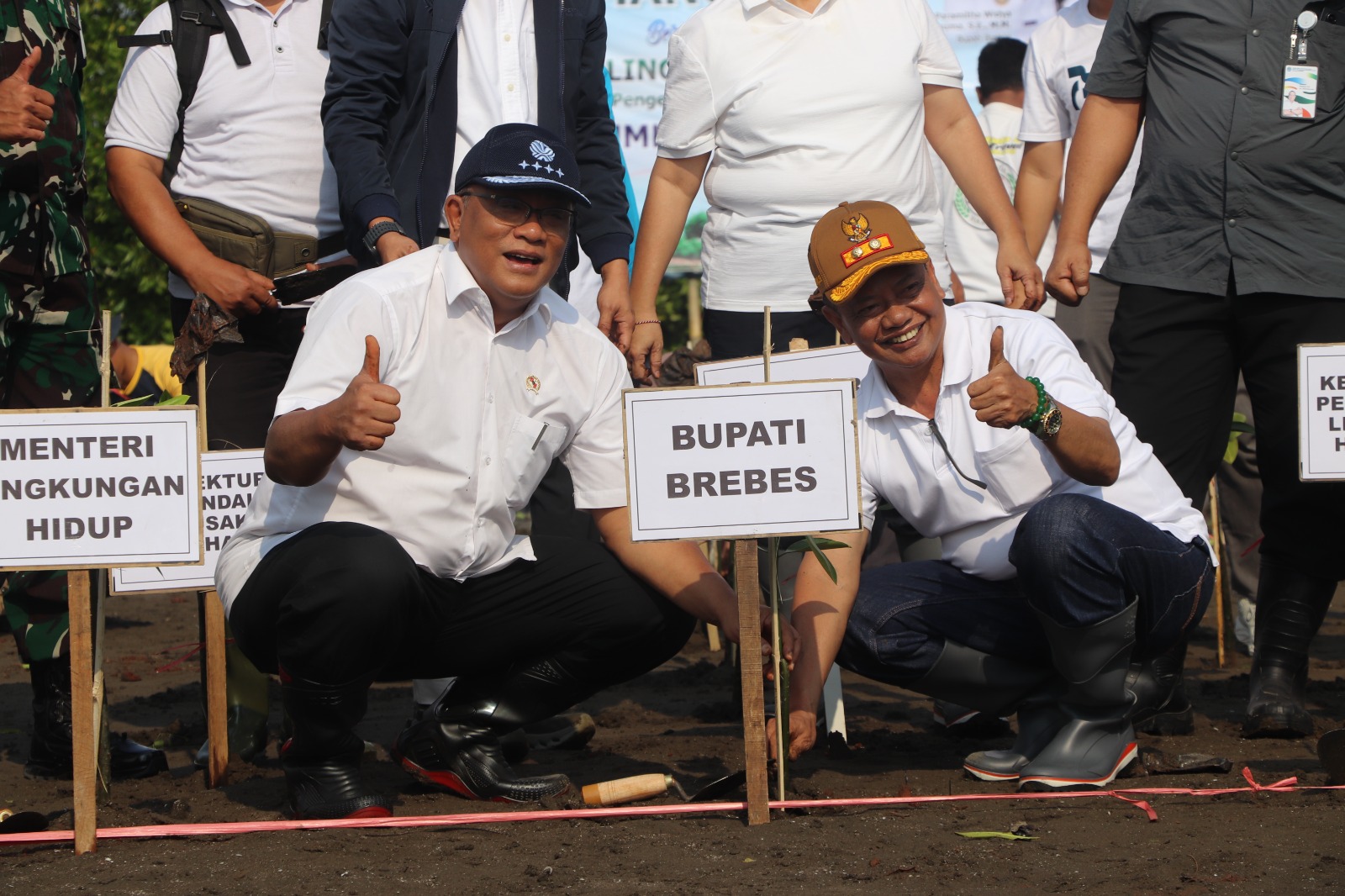 Cegah Abrasi dan Perkuat Kolaborasi Pulihkan Pesisir, Menteri LH Tanam Mangrove di Brebes