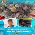 Polsek Antang Kalang Amankan Pencuri Tandan Buah Segar di PT KMB