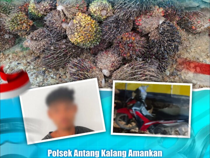 Polsek Antang Kalang Amankan Pencuri Tandan Buah Segar di PT KMB