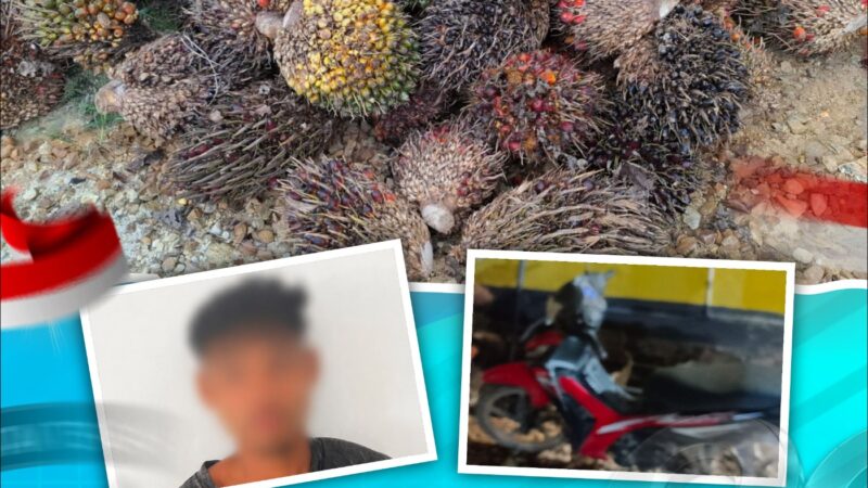 Polsek Antang Kalang Amankan Pencuri Tandan Buah Segar di PT KMB